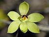Thelymitra antennifera - Rabbit Ears Sun Orchid.jpg
